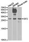 MSA antibody, TA327263, Origene, Western Blot image 