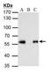 FLAG antibody, NBP2-43570, Novus Biologicals, Immunoprecipitation image 