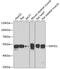 SET And MYND Domain Containing 1 antibody, 22-852, ProSci, Western Blot image 