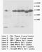 FLICE antibody, AP23419PU-N, Origene, Western Blot image 