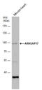 Rho GTPase-activating protein 17 antibody, GTX120680, GeneTex, Western Blot image 