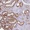 Probable tubulin polyglutamylase TTLL1 antibody, HPA048392, Atlas Antibodies, Immunohistochemistry frozen image 