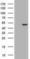 Ras association domain-containing protein 8 antibody, MA5-26225, Invitrogen Antibodies, Western Blot image 
