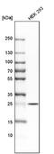 Opa Interacting Protein 5 antibody, NBP2-13688, Novus Biologicals, Western Blot image 