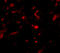 Neudesin antibody, A11147, Boster Biological Technology, Immunofluorescence image 