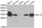 BCL10 Immune Signaling Adaptor antibody, abx001024, Abbexa, Western Blot image 