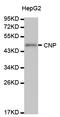 Cnp1 antibody, abx126867, Abbexa, Western Blot image 