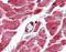 HSP 25 antibody, ADI-SPA-803-F, Enzo Life Sciences, Immunohistochemistry paraffin image 