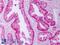FKBP Prolyl Isomerase 4 antibody, LS-C227380, Lifespan Biosciences, Immunohistochemistry paraffin image 