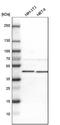AUP1 Lipid Droplet Regulating VLDL Assembly Factor antibody, HPA007674, Atlas Antibodies, Western Blot image 