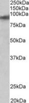 Zinc Finger Protein 652 antibody, MBS422654, MyBioSource, Western Blot image 