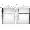 ATP Synthase F1 Subunit Beta antibody, NBP1-90815, Novus Biologicals, Western Blot image 
