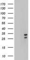 SEN1 antibody, NBP2-45818, Novus Biologicals, Western Blot image 