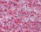GPN-Loop GTPase 1 antibody, 51-573, ProSci, Immunohistochemistry paraffin image 