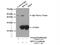 Ribosomal Protein L14 antibody, 14991-1-AP, Proteintech Group, Immunoprecipitation image 