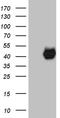 Paraoxonase 3 antibody, TA807382, Origene, Western Blot image 