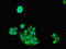 Proteasome 26S Subunit, ATPase 5 antibody, orb52943, Biorbyt, Immunocytochemistry image 