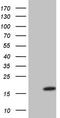 VIP peptides antibody, TA806850S, Origene, Western Blot image 