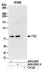 Transglutaminase 2 antibody, A304-228A, Bethyl Labs, Immunoprecipitation image 