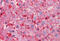 Ring Finger Protein 144B antibody, MBS245745, MyBioSource, Immunohistochemistry frozen image 