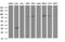 Sec1 family domain-containing protein 1 antibody, LS-C799764, Lifespan Biosciences, Western Blot image 