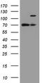 F-box/WD repeat-containing protein 7 antibody, TA802934AM, Origene, Western Blot image 