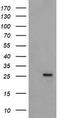 Mitochondrial Ribosomal Protein S34 antibody, CF505234, Origene, Western Blot image 