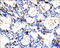 Solute Carrier Family 5 Member 5 antibody, 250552, Abbiotec, Immunohistochemistry paraffin image 
