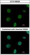 Nucleoside-Triphosphatase, Cancer-Related antibody, GTX108326, GeneTex, Immunocytochemistry image 