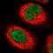 Calcium And Integrin Binding Family Member 3 antibody, NBP1-91786, Novus Biologicals, Immunofluorescence image 