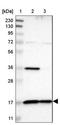 Mitochondrial import inner membrane translocase subunit Tim17-A antibody, NBP1-80681, Novus Biologicals, Western Blot image 