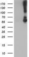 G protein-activated inward rectifier potassium channel 1 antibody, TA504197S, Origene, Western Blot image 