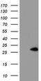 N-Acetylneuraminic Acid Phosphatase antibody, M09658, Boster Biological Technology, Western Blot image 