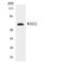 WEE1 Homolog 2 antibody, LS-C200819, Lifespan Biosciences, Western Blot image 