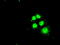 Solute carrier family 2, facilitated glucose transporter member 5 antibody, TA500574, Origene, Immunofluorescence image 