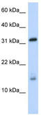 Eukaryotic translation initiation factor 1A, X-chromosomal antibody, TA338990, Origene, Western Blot image 