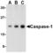 ICE antibody, TA306199, Origene, Western Blot image 