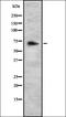 Cytochrome P450 Family 27 Subfamily C Member 1 antibody, orb337718, Biorbyt, Western Blot image 