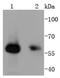 SMAD Family Member 1 antibody, NBP2-67768, Novus Biologicals, Western Blot image 