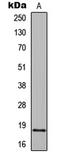 Histone H2B antibody, LS-C356094, Lifespan Biosciences, Western Blot image 