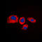 Ribosomal Protein S4 Y-Linked 1 antibody, LS-C352802, Lifespan Biosciences, Immunofluorescence image 