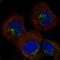 Sorting Nexin 2 antibody, HPA037400, Atlas Antibodies, Immunofluorescence image 