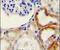 Hyaluronidase-2 antibody, PA5-24223, Invitrogen Antibodies, Immunohistochemistry paraffin image 