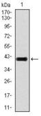 TGF beta antibody, GTX60614, GeneTex, Western Blot image 