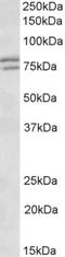 Fragile X mental retardation syndrome-related protein 1 antibody, NB100-41388, Novus Biologicals, Western Blot image 