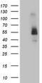 Fc Receptor Like B antibody, TA809300S, Origene, Western Blot image 