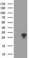 RING1 And YY1 Binding Protein antibody, TA504652AM, Origene, Western Blot image 