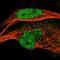 Endoplasmic Reticulum-Golgi Intermediate Compartment 1 antibody, HPA018900, Atlas Antibodies, Immunofluorescence image 