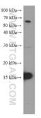 C-C Motif Chemokine Ligand 2 antibody, 66272-1-Ig, Proteintech Group, Western Blot image 