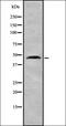Cytochrome b561 domain-containing protein 2 antibody, orb337437, Biorbyt, Western Blot image 